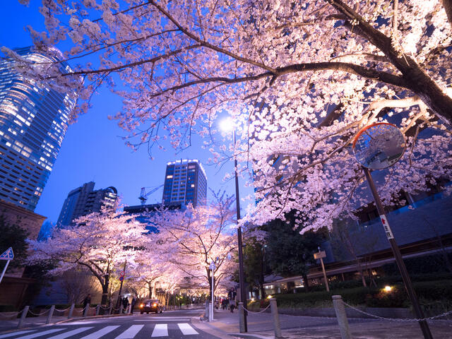 SAION SAKURAZAKA — photo 5